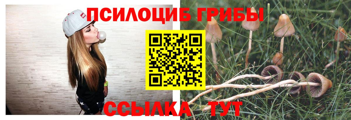Галлюциногенные грибы Psilocybine cubensis Курск